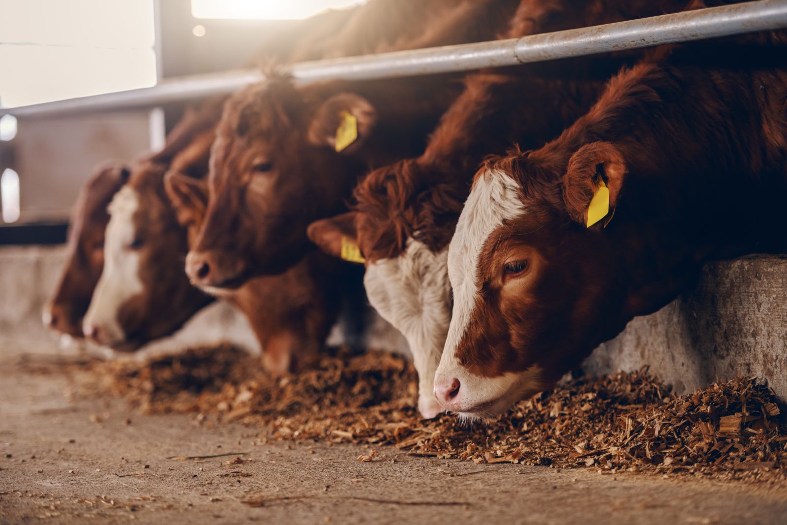 Closeup of cows eating in barn by dusanpetkovic via iStock